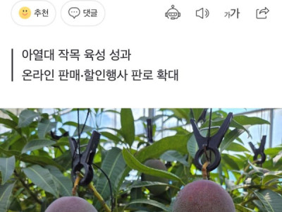 Xoài Muan sắp lên kệ, vừa ngọt vừa chất lượng, mùa Trung thu này tha hồ “ăn xoài” luôn.