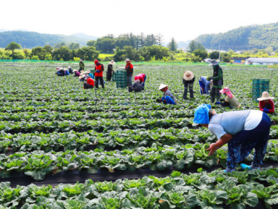 Huyện Yeongyang đón 249 lao động thời vụ người Việt Nam nhập cảnh… Giải quyết tình trạng thiếu nhân lực