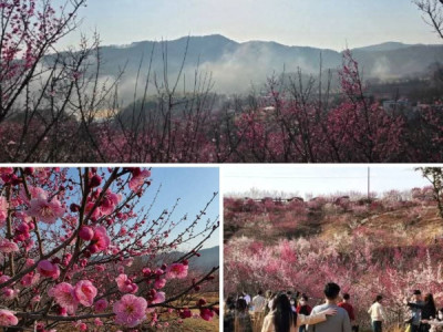 Hoa mơ tại Jinju: "진주매화숲"  Năm nay sẽ bắt đầu từ ngày 28/2 ~ 15/3/2026.