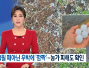 Mưa đá tháng 4... hôm qua, tại nhiều nơi như ở Gwangju và Jeonnam đã xuất hiện mưa đá bất ngờ, khiến không ít người phải giật mình.  Ở một số khu vực, mưa đá rơi xuống với kích thước lớn, cỡ g