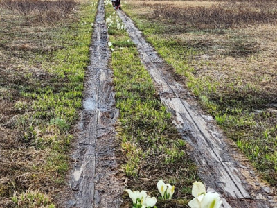 Những bông hoa truyền cảm hứng du lịch, bắt gặp trên đường đi
