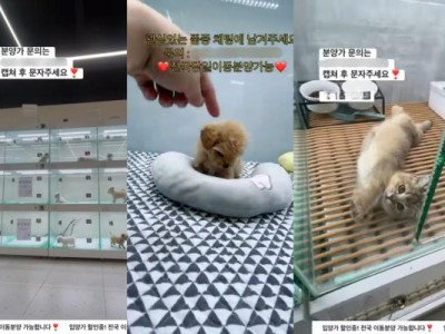 Hoạt động buôn bán thú cưng trái phép tăng mạnh trên các buổi phát trực tiếp, làm dấy lên lo ngại về phúc lợi động vật