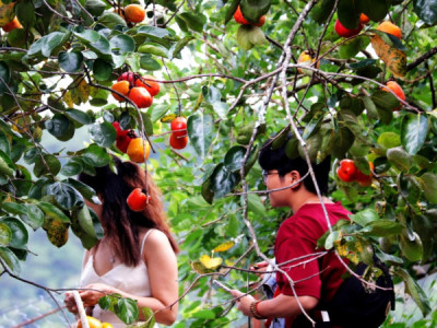 Đà Lạt - Mùa hồng chín