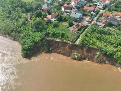 Lại sạt lở nghiêm trọng bờ sông Thao qua Phú Thọ, đe dọa khu dân cư đông đúc