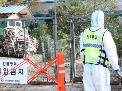 Hàn Quốc báo cáo trường hợp cúm gia cầm độc lực cao tại trang trại ngỗng hoang dã