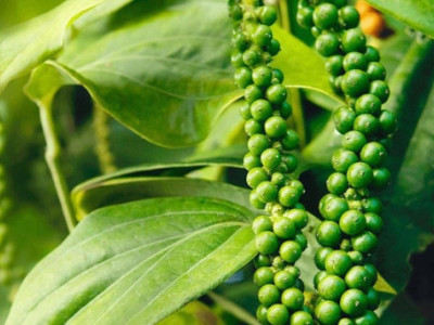 Giá nông sản hôm nay (28/10): Giá gạo đi ngang, cà phê và hồ tiêu đồng loạt tăng