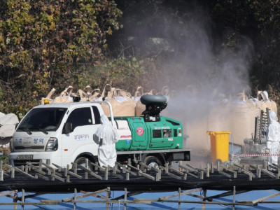 Hàn Quốc thực hiện các biện pháp kiểm dịch để giải quyết đợt bùng phát cúm gia cầm gần đây