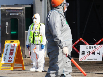 Hàn Quốc xác nhận trường hợp cúm gia cầm ở chim hoang dã