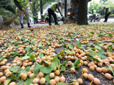 Tại sao ăn hạt bạch quả ven đường có thể nguy hiểm