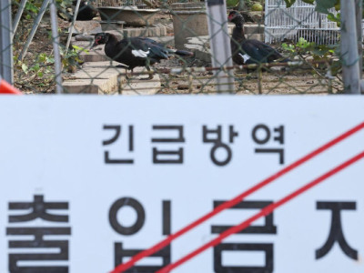 Phát hiện trường hợp cúm gia cầm lây lan mạnh tại trang trại gà mái đẻ ở Pyeongtaek