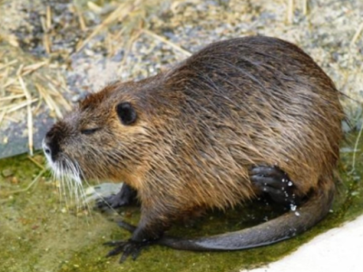 Các chương trình bắt giữ Nutria nhấn mạnh đến việc đối xử hỗn hợp với động vật hoang dã