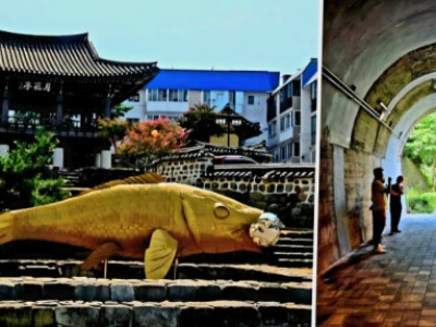 Gangneung, thành phố bảo vệ cả tình yêu cây xanh