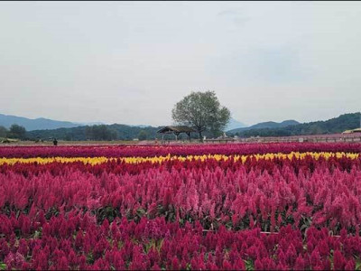 'Vườn hoa Goseokjeong' nổi tiếng được tạo ra trên một địa điểm huấn luyện xe tăng