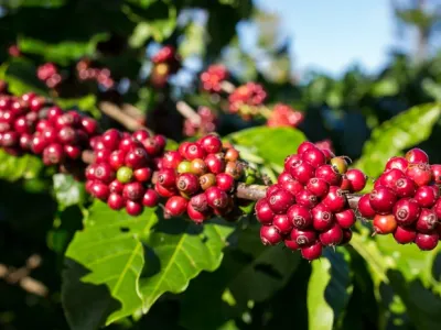 Giá cà phê hôm nay 9-10: Tăng rất mạnh, Robusta Việt có bị soán ngôi vua?