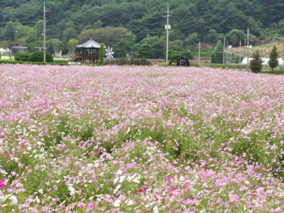 Hoa kiều mạch trắng đang nở rộ và bây giờ chính là thời điểm hoàn hảo.
