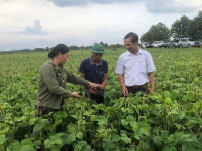 Miền Trung mở hướng sản xuất mới với giống đậu xanh 12ĐX02 thích ứng hạn hán