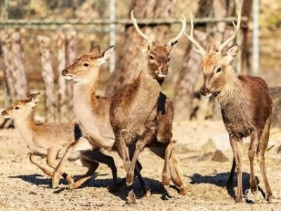 Con nai tại học viện quân sự được đưa trở lại sau khi trốn thoát trong thời gian ngắn.