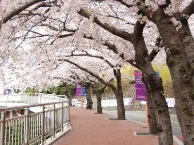 Busan - thành phố của ký ức