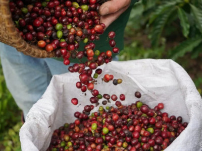 Giá nông sản hôm nay (4/11): Giá cà phê, hồ tiêu cùng bật tăng