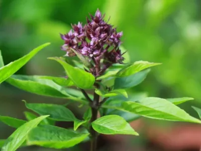 4 lý do nên ăn lá húng quế khi thời tiết lạnh