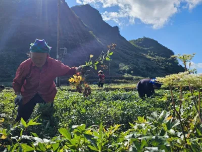 Dược liệu quý - Chìa khoá phát triển kinh tế bền vững vùng núi