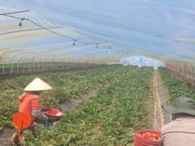 Thành phố Miryang ký kết thỏa thuận hợp tác thu hút lao động thời vụ với tỉnh Thái Bình, Việt Nam