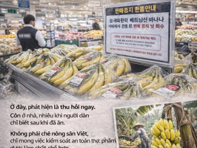 Hôm nay ở Hàn Quốc, chuối Việt Nam bị thu hồi vì dư lượng thuốc trừ sâu vượt ngưỡng.