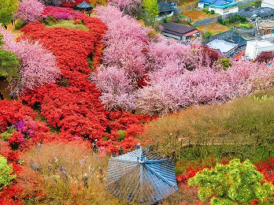 ???????? Hoa anh đào kép tại 전주 đang nở rộ ????????  Khung hoa anh đào kép và hoa đỗ quyên đàn nở đẹp ❤️❤️ ACE tranh thủ đi ngắm không sắp tàn nha.  ???? 전북 전주시 완산구 동완산동 산 124-9