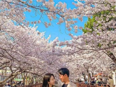 Cuối tuần này cho đến cuối tuần sau bắt đầu nở đẹp ...   LỄ HỘI HOA ANH ĐÀO ĐẸP NHẤT 창원   Thời gian diễn ra lễ hội : 27 tháng 3 năm 2026  ~ ngày 5 tháng 4 năm 2026  Tầm đầu tháng 4 là đẹp nhất 